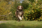 rennender Bearded Collie