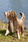 Bearded Collie