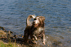 rennender Bearded Collie