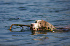 schwimmender Bearded Collie