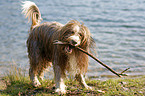 Bearded Collie