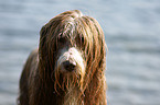 Bearded Collie Portrait