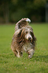 laufender Bearded Collie