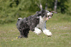 rennender Bearded Collie