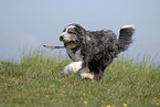 rennender Bearded Collie