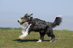 rennender Bearded Collie