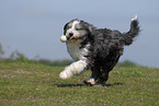 rennender Bearded Collie