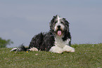 liegender Bearded Collie