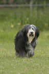 laufender Bearded Collie