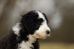 Bearded Collie Welpe