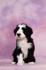 Bearded Collie Welpe