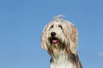 Bearded Collie Portrait