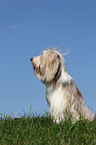 sitzender Bearded Collie