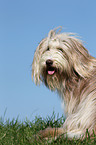 sitzender Bearded Collie