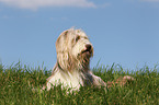 liegender Bearded Collie