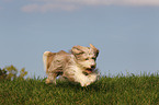 rennender Bearded Collie