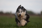 rennender Bearded Collie