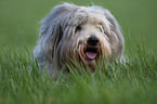 Bearded Collie Portrait