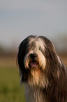 Bearded Collie Portrait