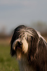 Bearded Collie Portrait