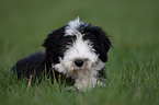 Bearded Collie Welpe