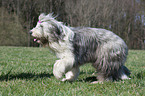 laufender Bearded Collie