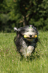 spielender Bearded Collie