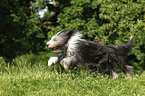 rennender Bearded Collie