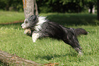 springender Bearded Collie