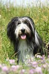 Bearded Collie Portrait