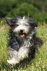 rennender Bearded Collie