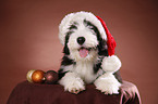 Bearded Collie Welpe