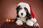 Bearded Collie Welpe