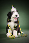 Bearded Collie Welpe