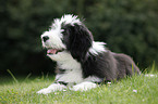 Bearded Collie Welpe