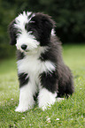 Bearded Collie Welpe