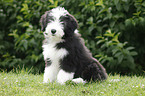 Bearded Collie Welpe