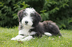 Bearded Collie Welpe