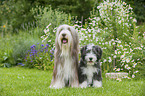 2 Bearded Collies