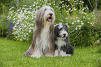 2 Bearded Collies