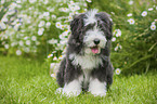 Bearded Collie Welpe