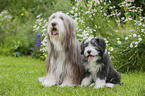 2 Bearded Collies