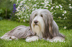 liegender Bearded Collie