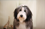 Bearded Collie Portrait