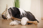 liegender Bearded Collie