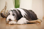 liegender Bearded Collie