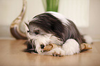 liegender Bearded Collie