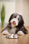 liegender Bearded Collie