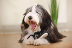 liegender Bearded Collie