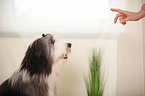 Bearded Collie Portrait